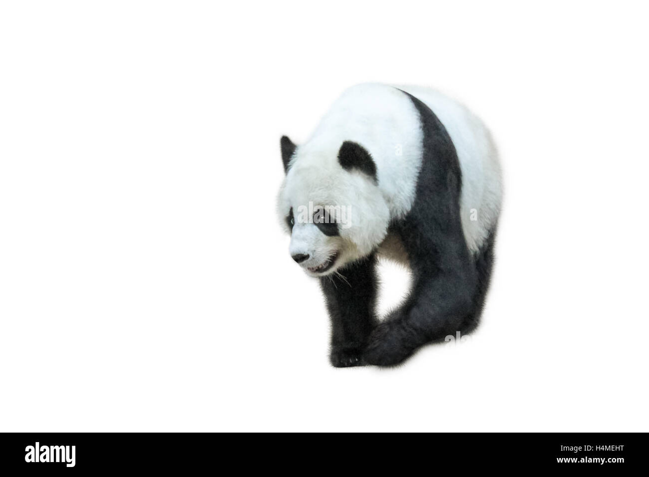 Panda gigante a piedi Foto Stock