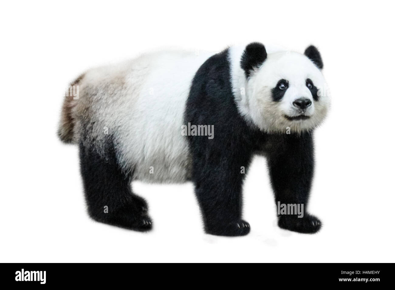 Panda gigante in piedi Foto Stock