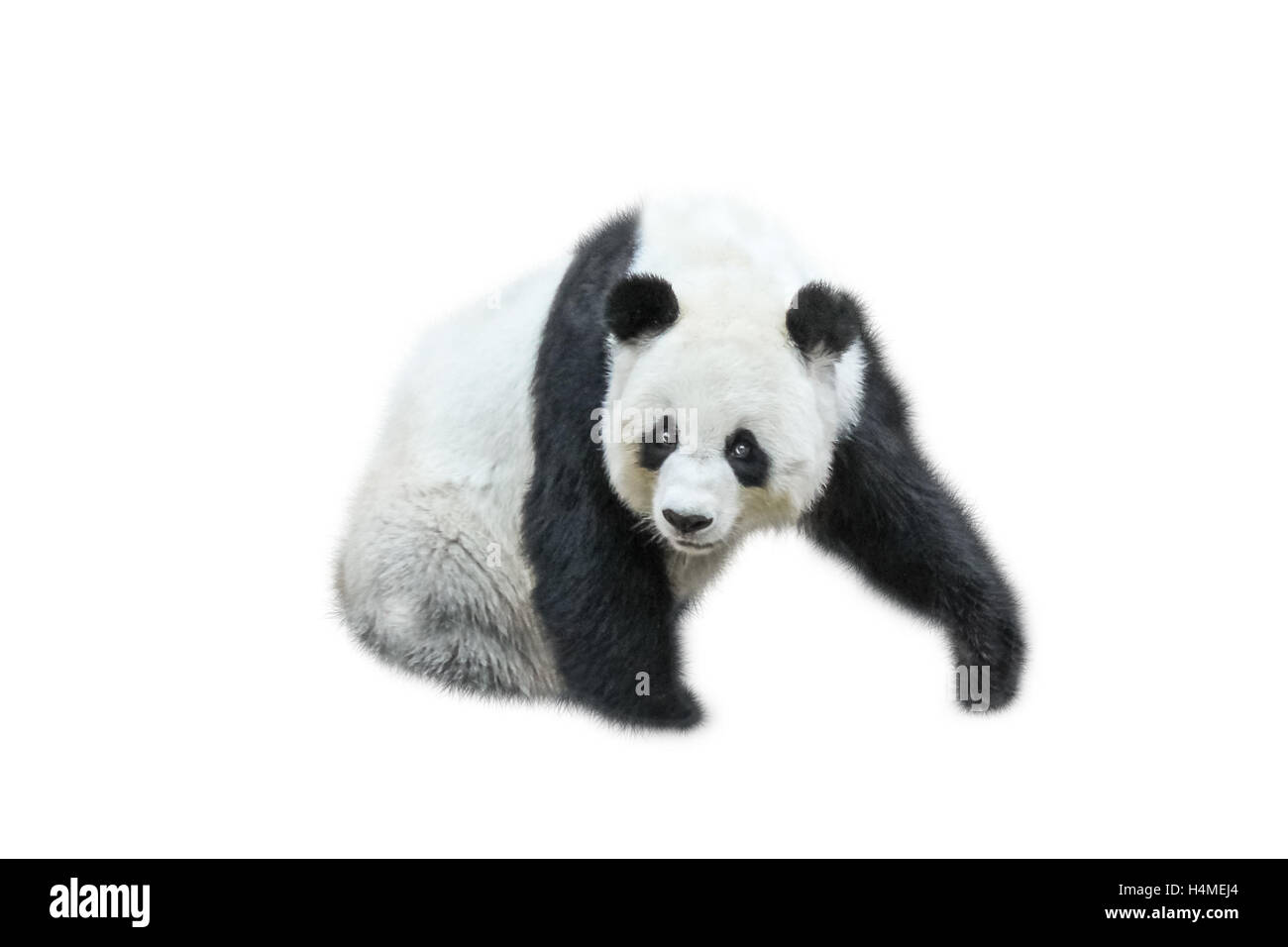 Il Panda gigante Foto Stock