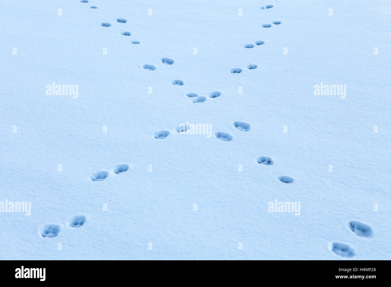 Orme di animali incrocio nella neve Foto Stock