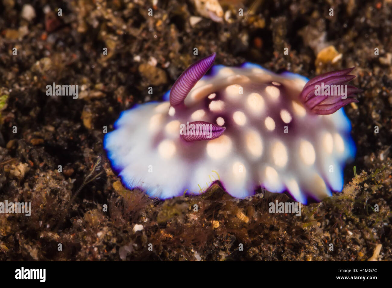 Foto subacquee di Goniobranchus hintuanensis Nudibranch, Mare Slug Foto Stock