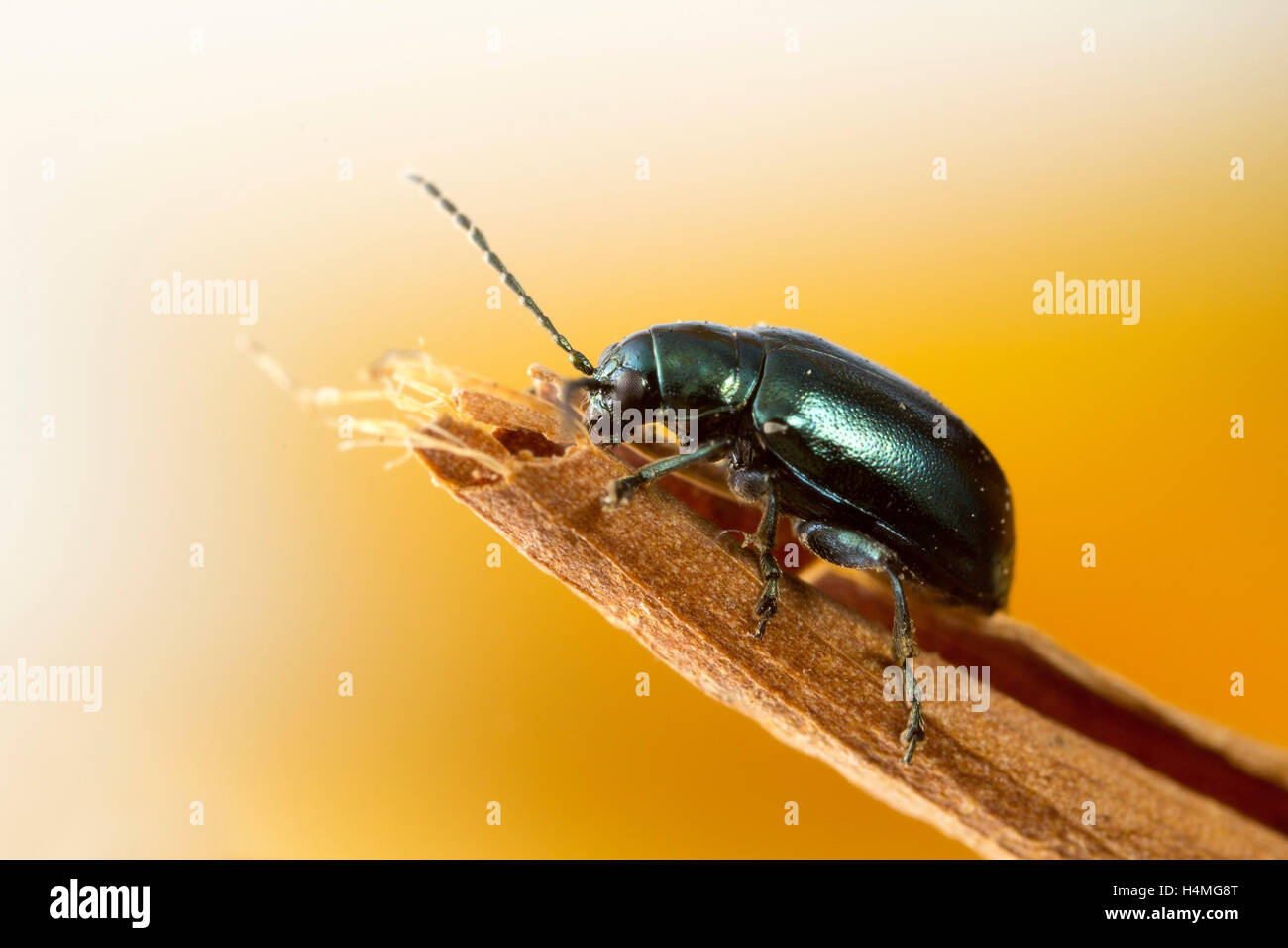 La pulce di VERDE SCARABEO: essi sono chiamati altiche perché quando è in pericolo, saltano come pulci. Foto macro a circa 2,5x. Foto Stock