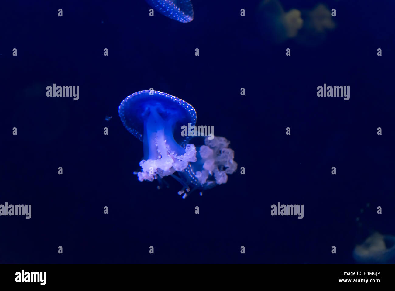 Blu brillante meduse o gelatine che sono i principali non forma un polipo. Foto Stock