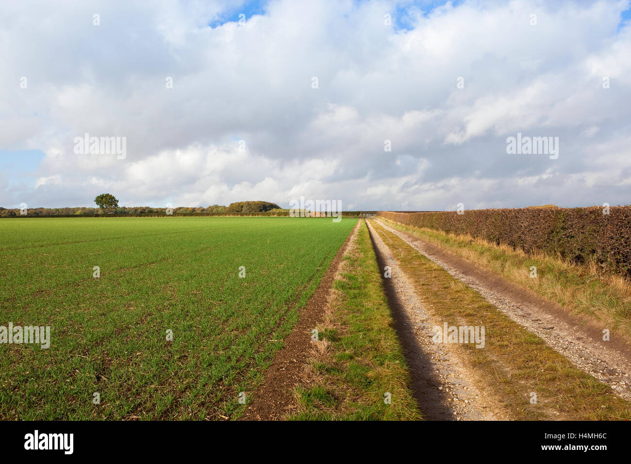 Una fattoria di calcare la via tra la pianticella di colture di cereali e biancospino hedgerows sotto un nuvoloso cielo di autunno. Foto Stock