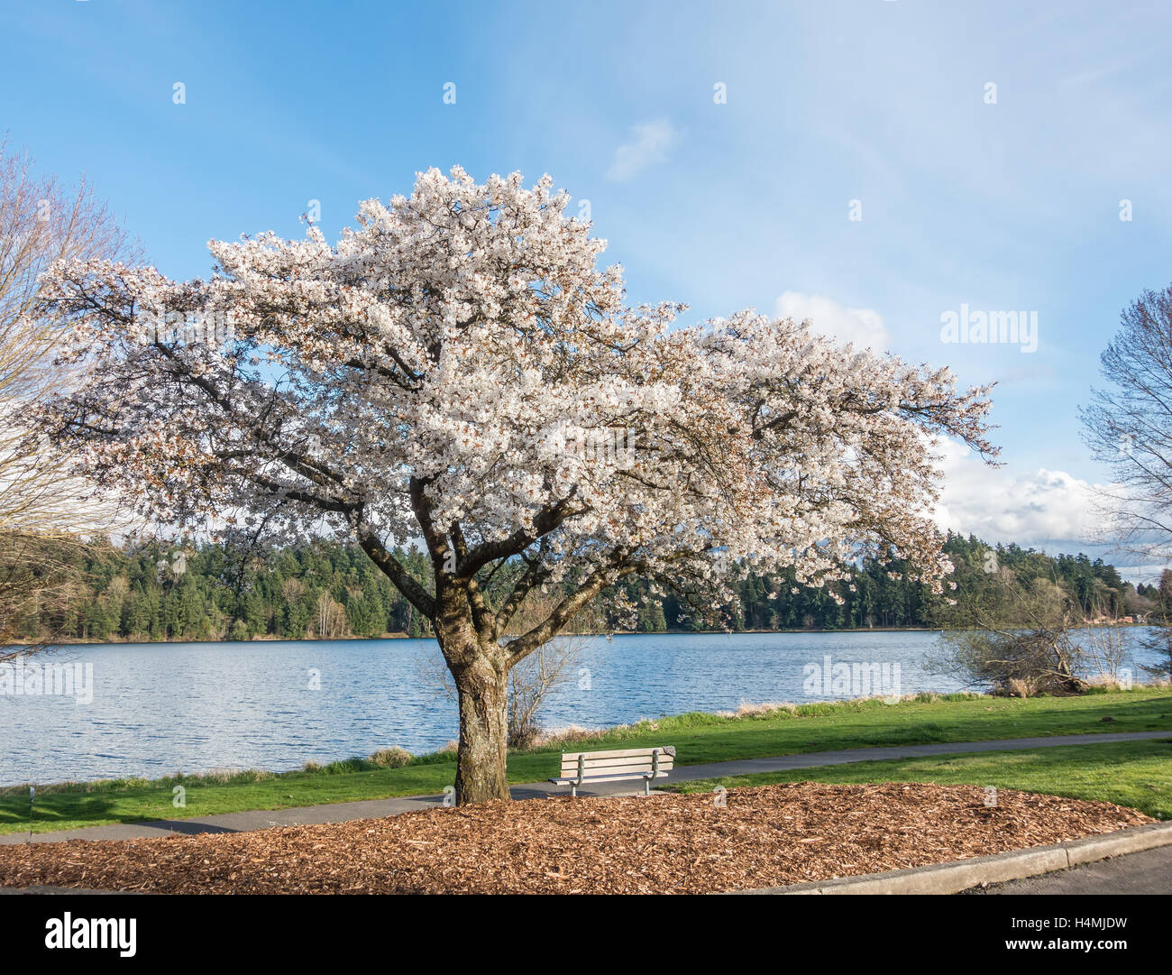 Un albero ciliegio fiorisce sulla riva del lago Washington vicino Seattle. Foto Stock