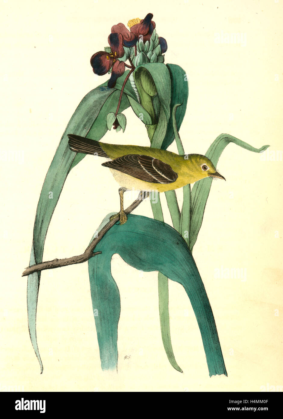 Piccolo capo-Flycatcher. Maschio. (Virginian Spider-Wort. Tradescantia Virginica.), Audubon, Giovanni Giacomo, 1785-1851 Foto Stock