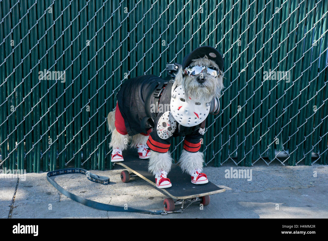 Un cane multipoo in un costume a Coney Island al raccolto di Halloween Dog Parade e costume contest. Foto Stock
