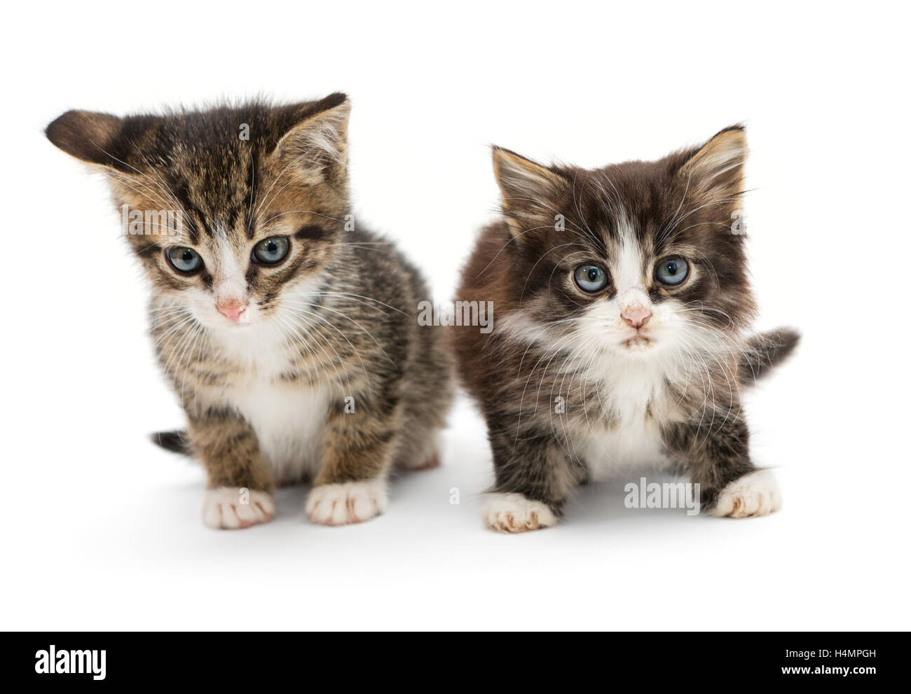Due piccoli fluffy gattino con grandi occhi blu, isolati su sfondo bianco Foto Stock
