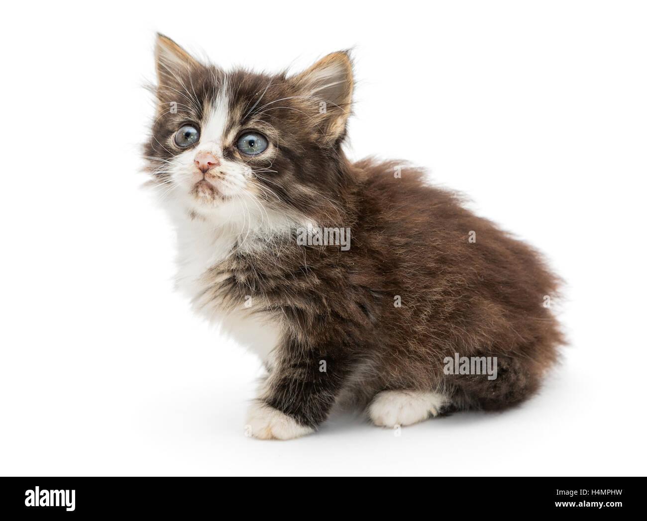 Triste, piccolo, grigio gattino isolato su bianco Foto Stock