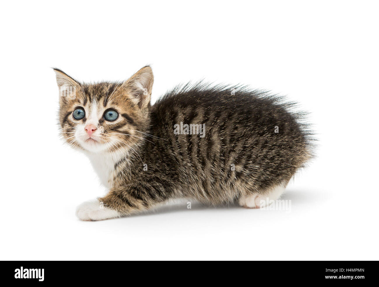 Little fluffy gattino con grandi occhi blu, isolati su sfondo bianco Foto Stock