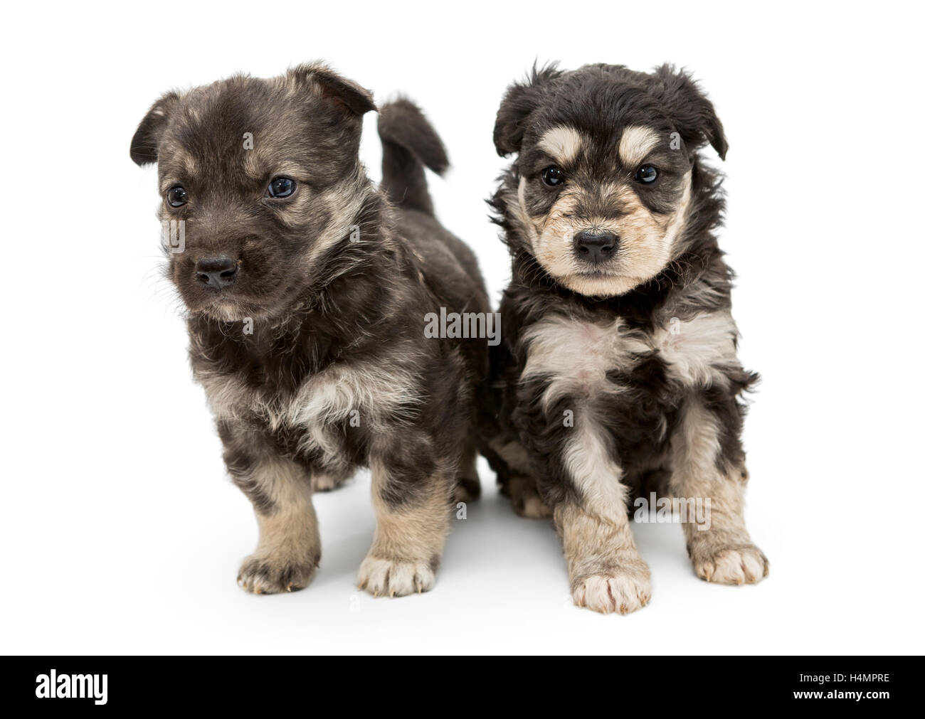 Due piccole, gravi pooch cucciolo, isolato su sfondo bianco Foto Stock