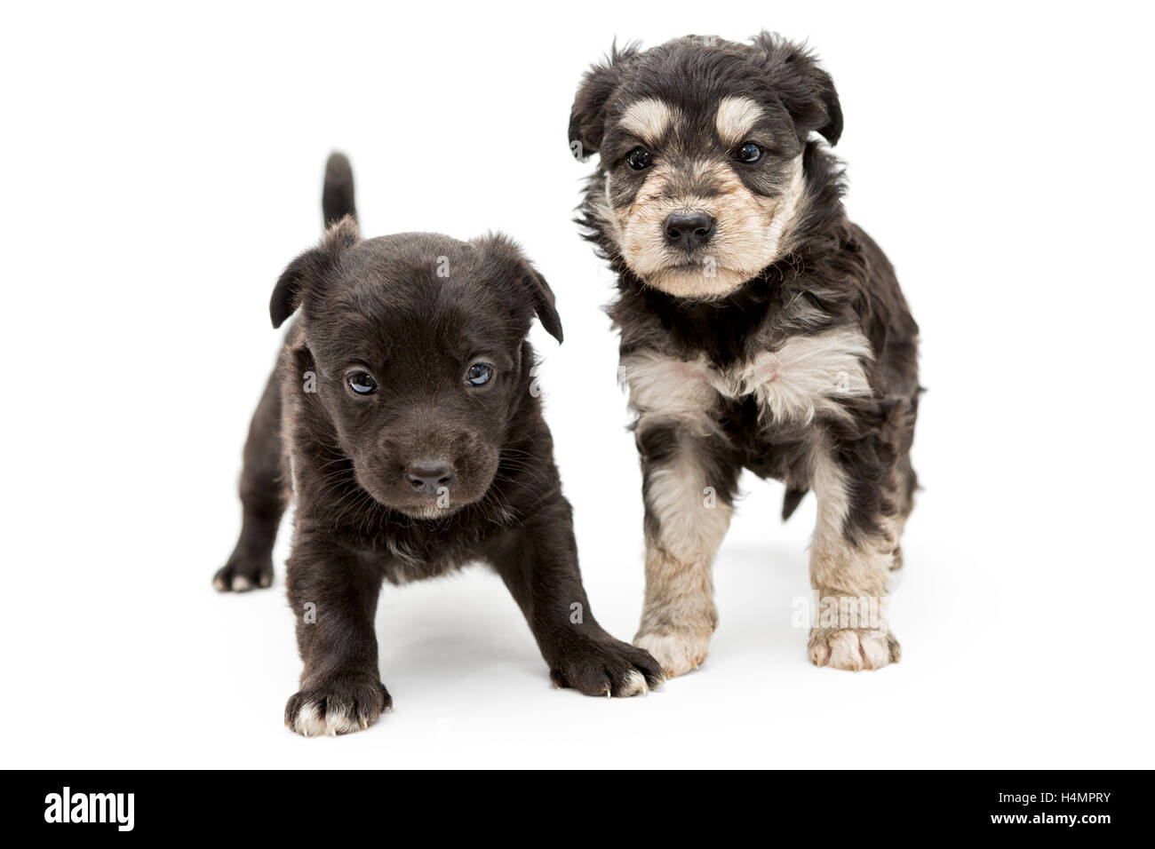 Due piccole, gravi pooch cucciolo, isolato su sfondo bianco Foto Stock