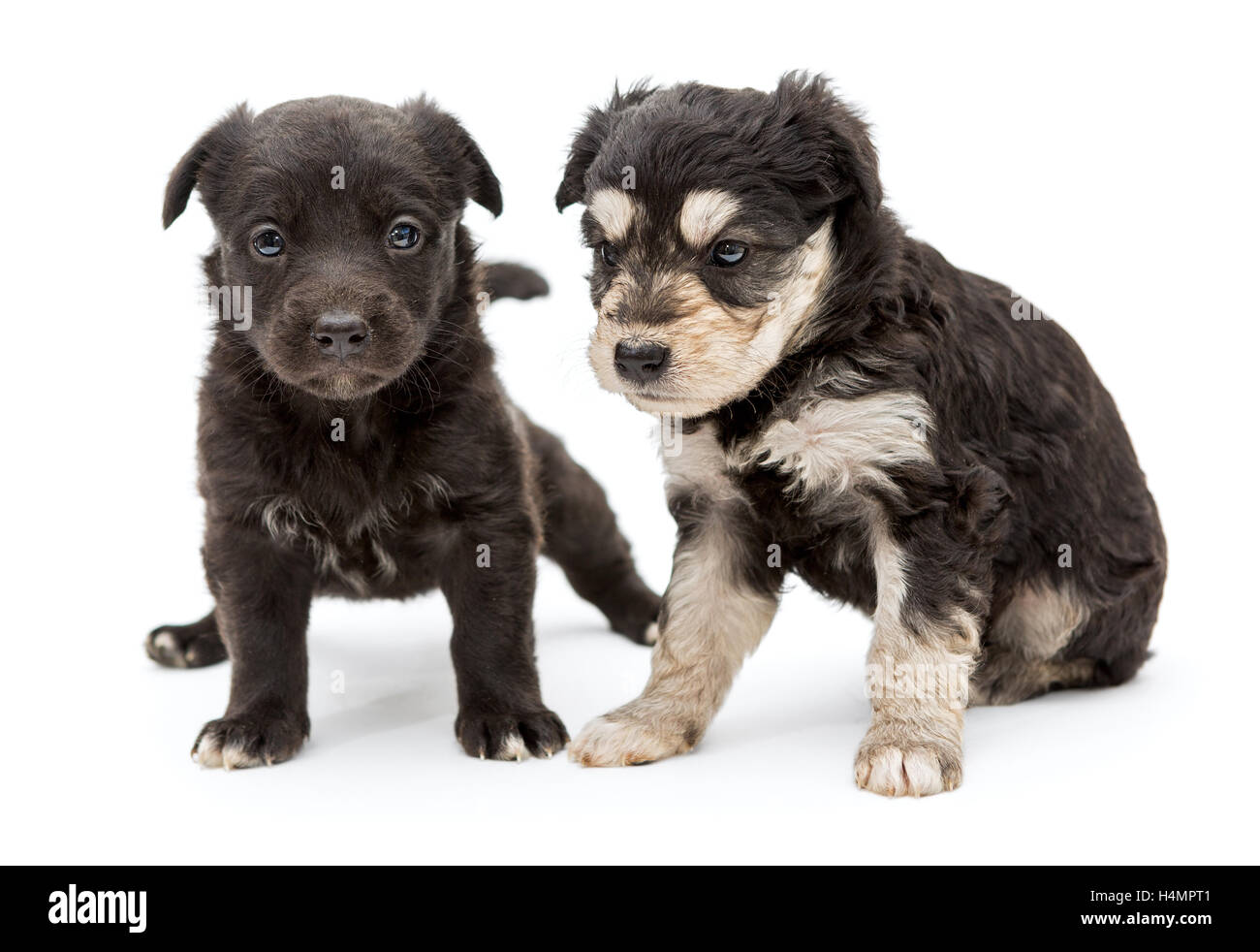 Due piccole, gravi pooch cucciolo, isolato su sfondo bianco Foto Stock