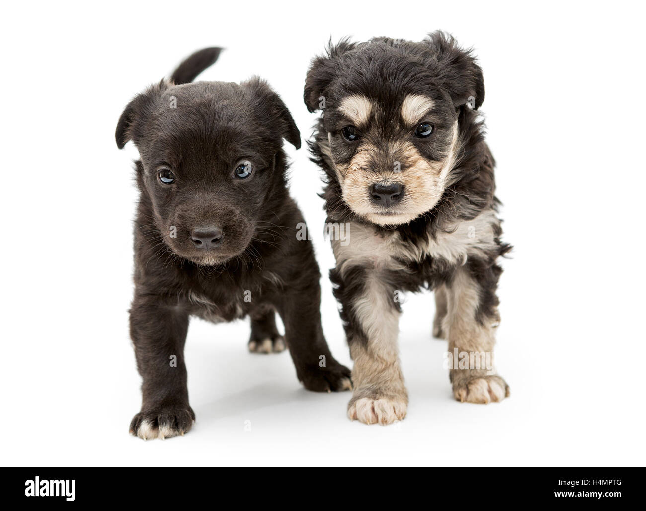 Due piccole, gravi pooch cucciolo, isolato su sfondo bianco Foto Stock