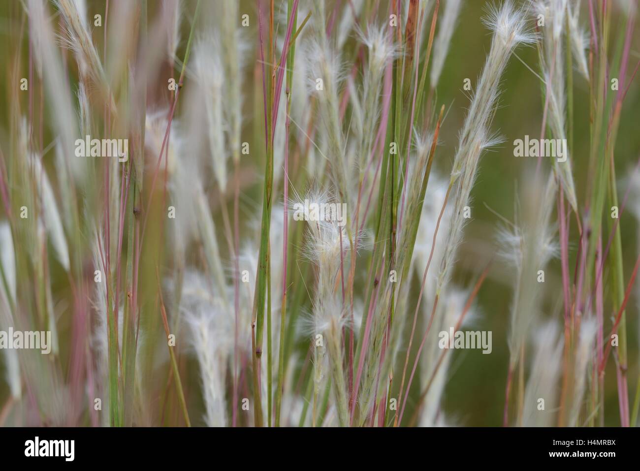 Prairie erba bluestem Splitbeard Foto Stock