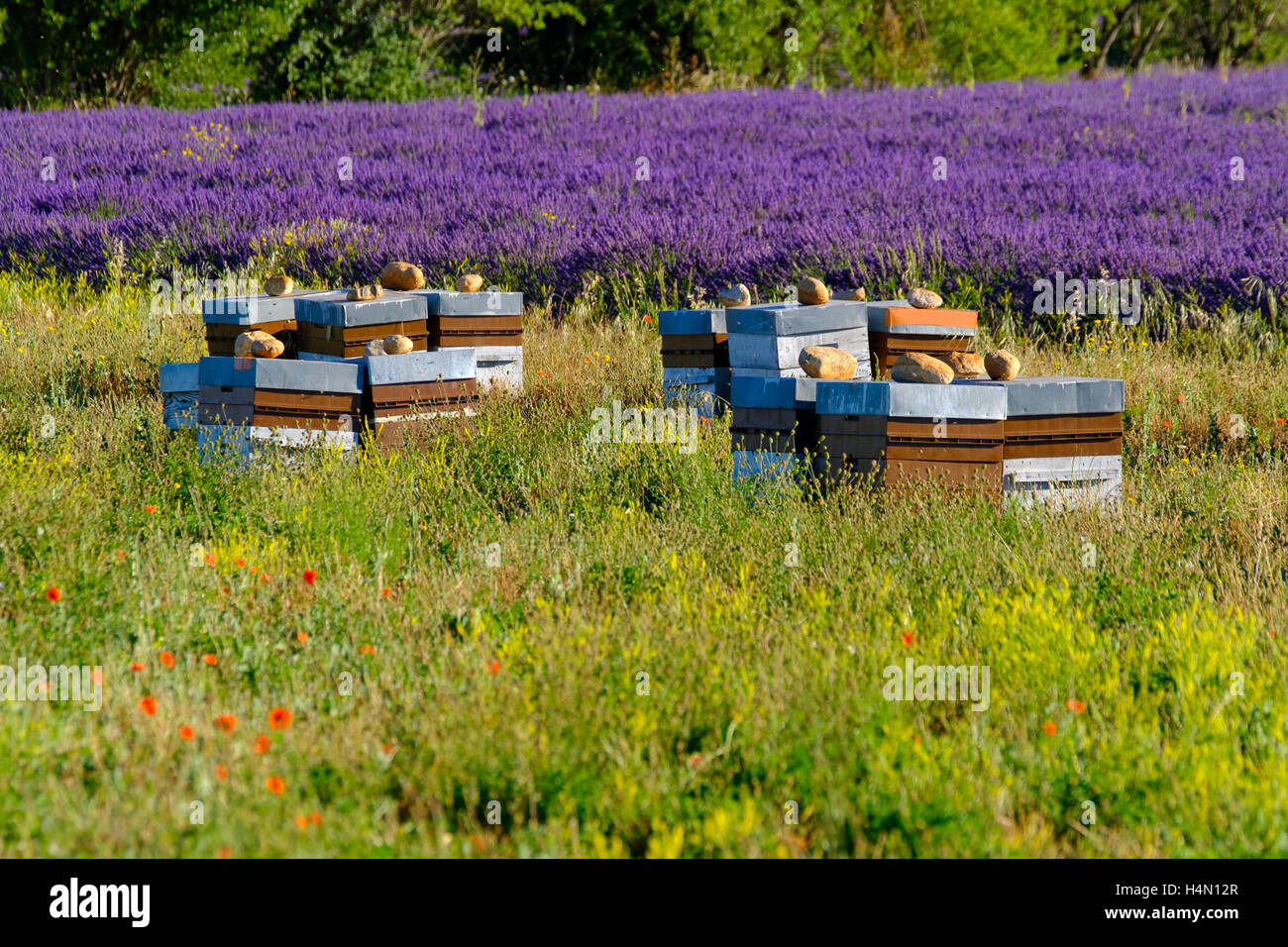 Alveari in Provenza in Francia Foto Stock