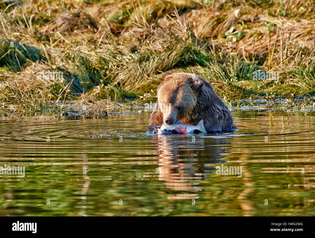 Orso grizzly a caccia di salmone, Ursus arctos horribilis, grande orso nella foresta pluviale, Ingresso del cavaliere, British Columbia, Canada Foto Stock