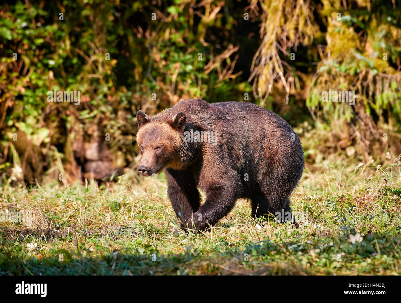 Orso grizzly, Ursus arctos horribilis, grande orso nella foresta pluviale, Ingresso del cavaliere, Johnstone Strait, British Columbia, Canada Foto Stock