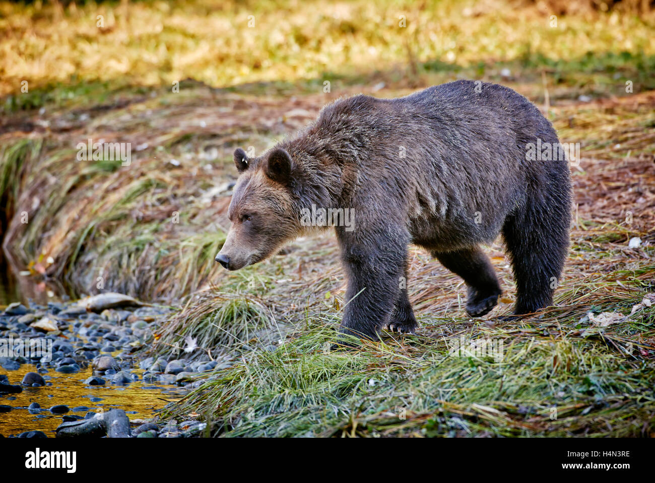 Orso grizzly, Ursus arctos horribilis, grande orso nella foresta pluviale, Ingresso del cavaliere, Johnstone Strait, British Columbia, Canada Foto Stock