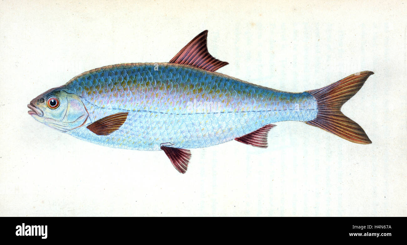 Sardine,Clupea pilcardus, 1804, British pesci, Donovan, E. (Edward), 1768-1837, (Autore) Foto Stock