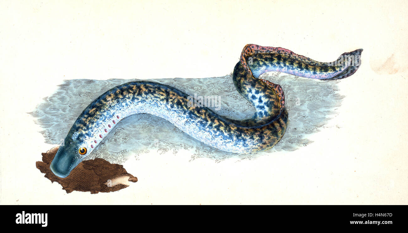 Grande, o lampreda di mare, Petromyzon marinus, British pesci, Donovan, E. (Edward), 1768-1837, (Autore) Foto Stock