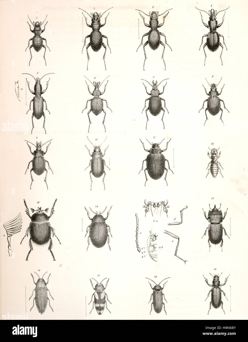 1. Domus Dejeanii; 2. Domus Audouinii; 3. Domus californicus; 4. Promecognathus laevissimus; 5. Californicum Agaosoma Foto Stock