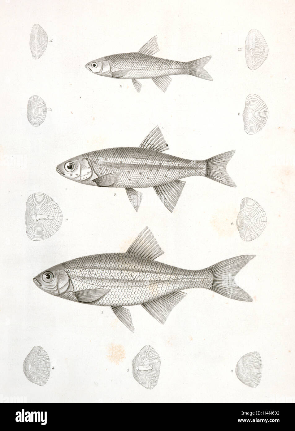 1-4. Richardsonius balleatus, Steilacoom Killy; 5-8. R. lateralis, Pezzata Killy., Suckley, George 1830-1869, Cooper Foto Stock
