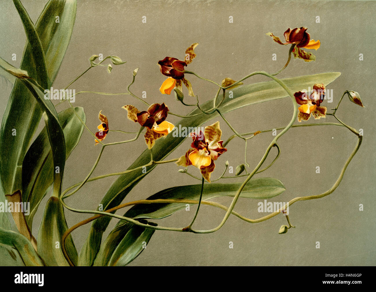 Oncidium loxense, Sander, F. (Federico), 1847-1920, Mansell, Giuseppe, litografo, Luna, H. G Foto Stock