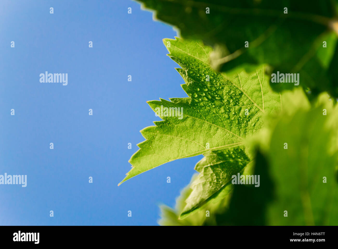 Foglie di uva con goccioline. Foto Stock