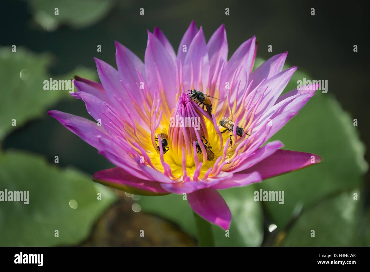 Viola Lotus con Honeybee Foto Stock
