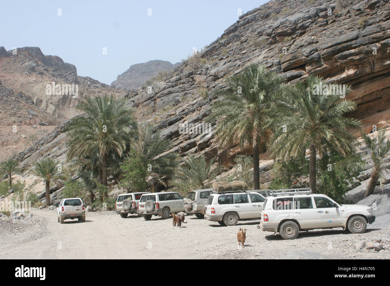 Veicoli turistici 4x4 parcheggiati in una gola nel centro dell'Oman sulla strada per Nizwa. Le capre selvatiche vagano tra le palme Foto Stock