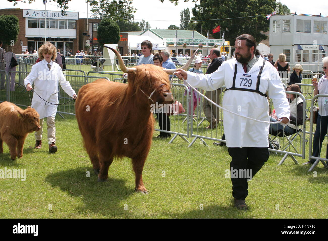 Un altopiano di vacca e vitello sono esibiti presso il Royal Show, uno di Inghilterra del grandi manifestazioni del settore agricolo Foto Stock