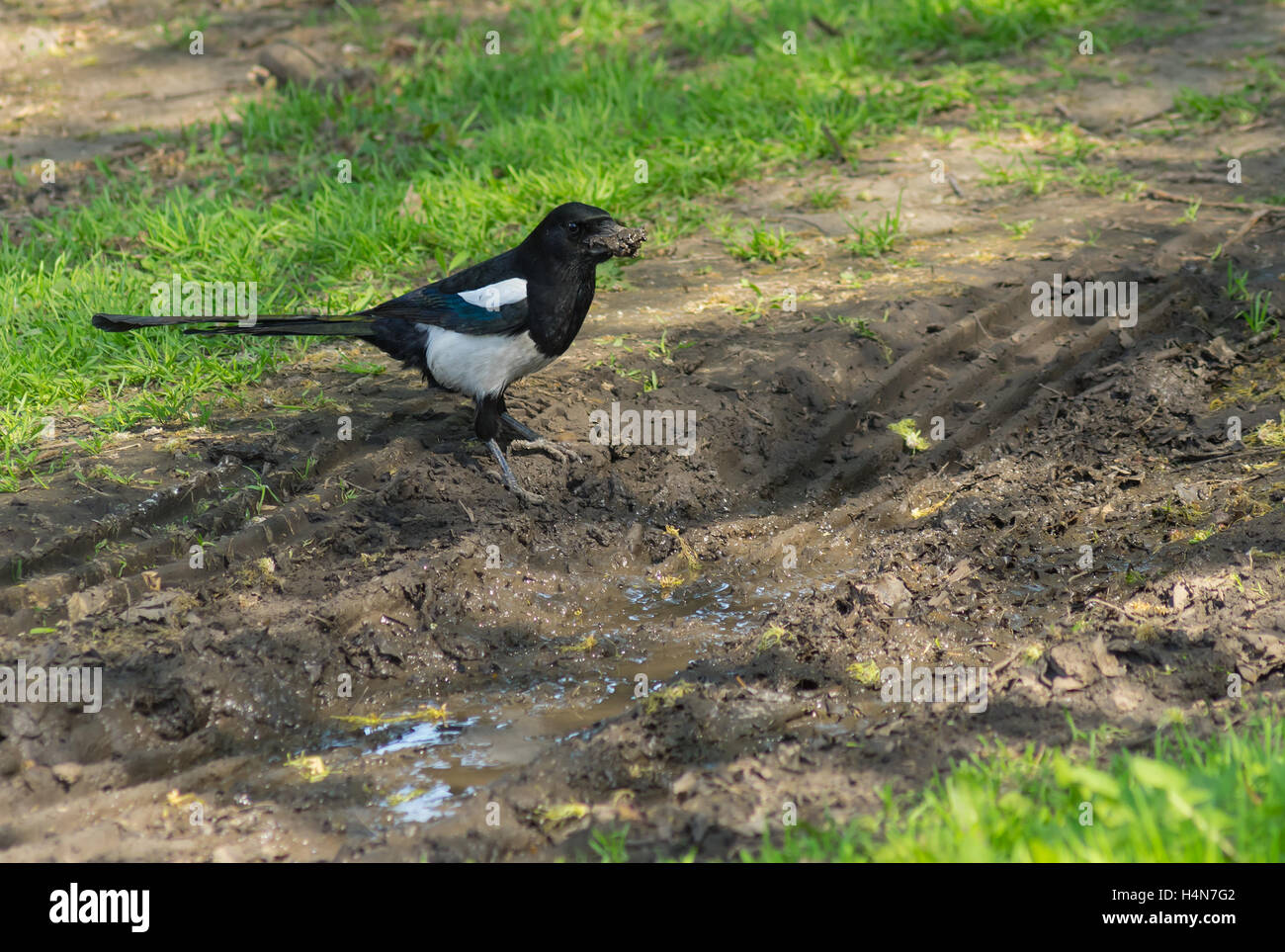 Il maschio della gazza uccello in piedi vicino a pozza la raccolta della sporcizia per costruire il nido Foto Stock