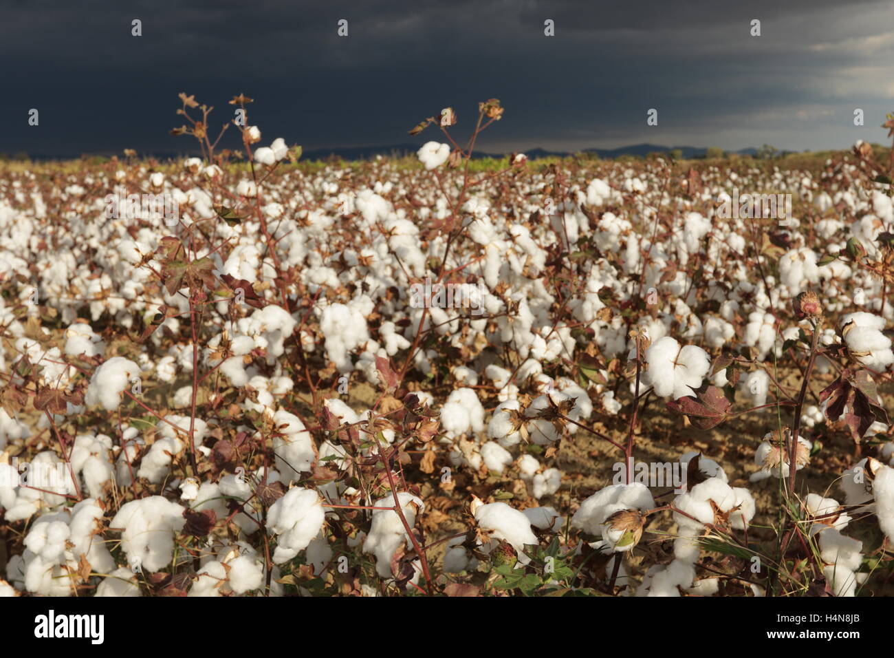 Il cotone bolls campo pronto per essere raccolto in Tracia, Grecia Foto Stock