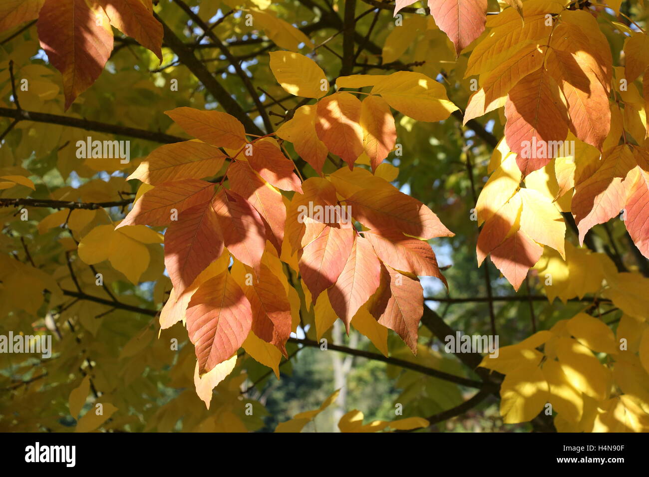 Foglie su albero che mostra i colori autunnali in autunno Foto Stock