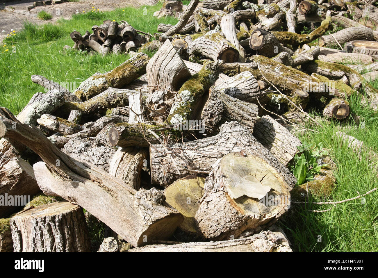 Pila di registro dopo alberi abbattuti. Foto Stock