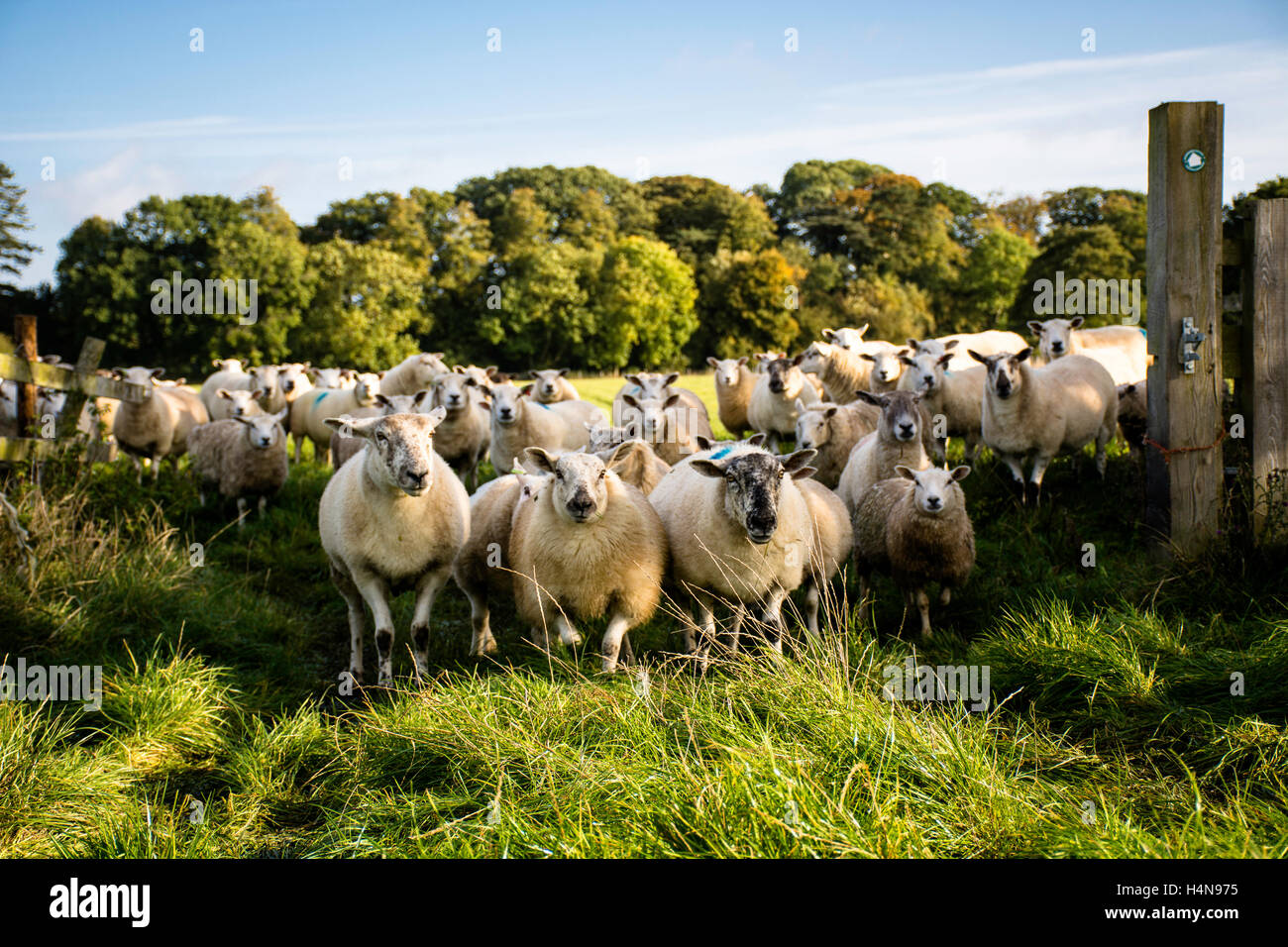 Gregge di pecore in piedi nel gateway Foto Stock