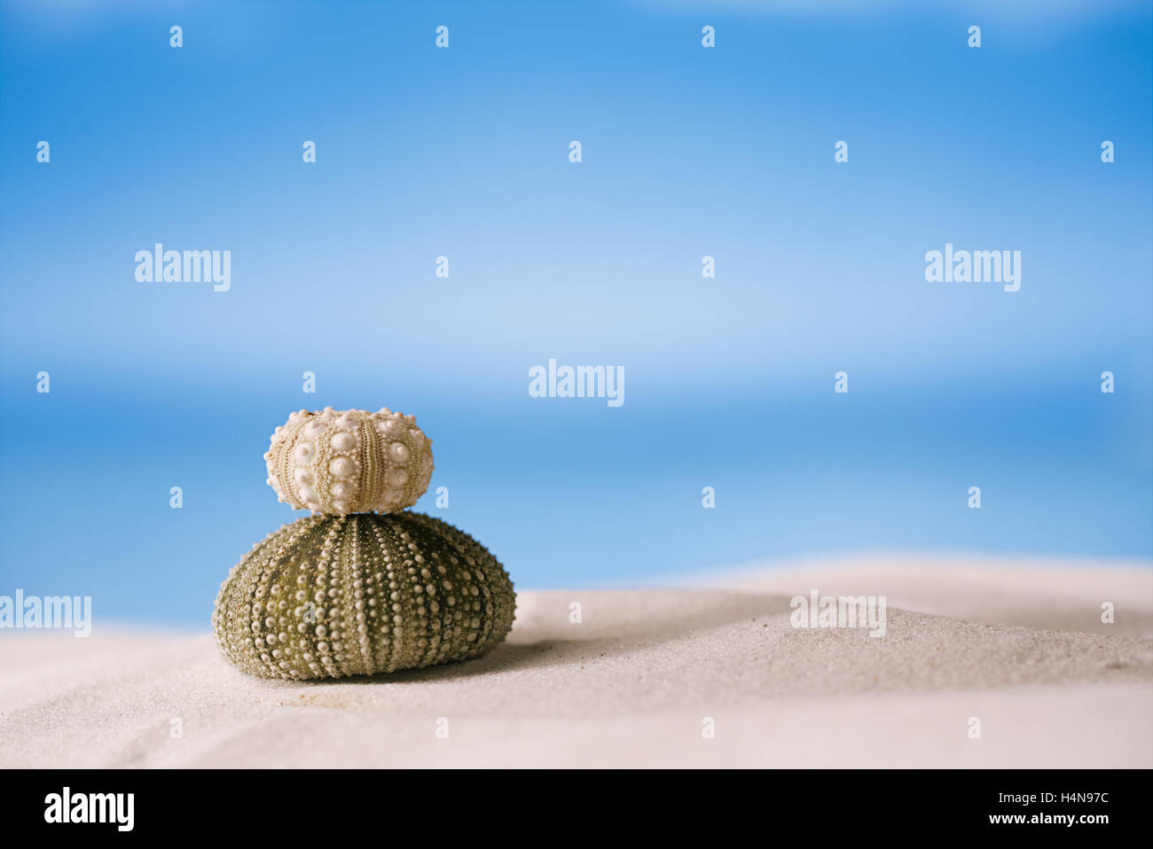 Ricci di mare - bello e colorato sulla spiaggia di sabbia bianca, oceano e cielo seascape Foto Stock