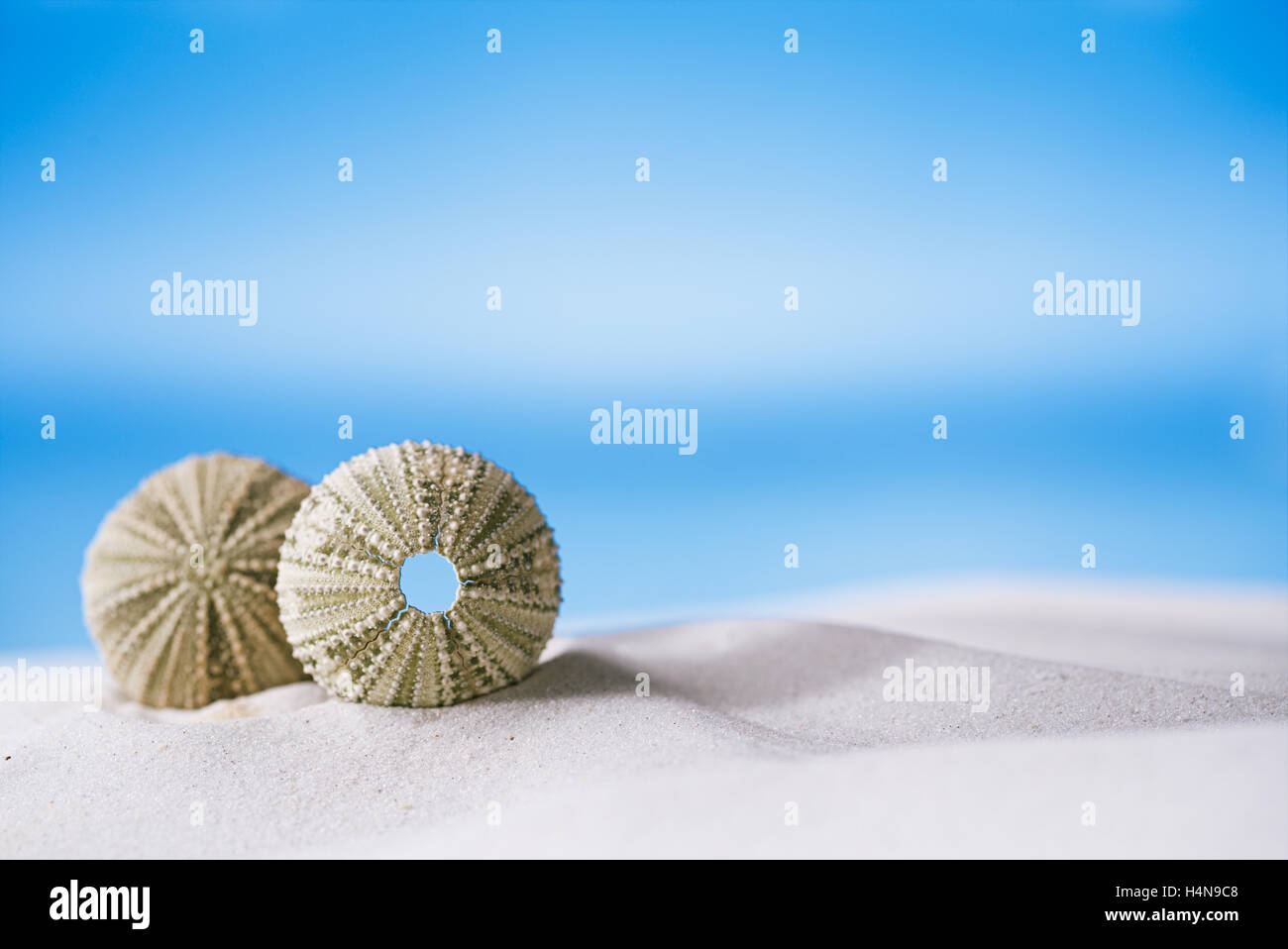 Ricci di mare - bello e colorato sulla spiaggia di sabbia bianca, oceano e cielo seascape Foto Stock