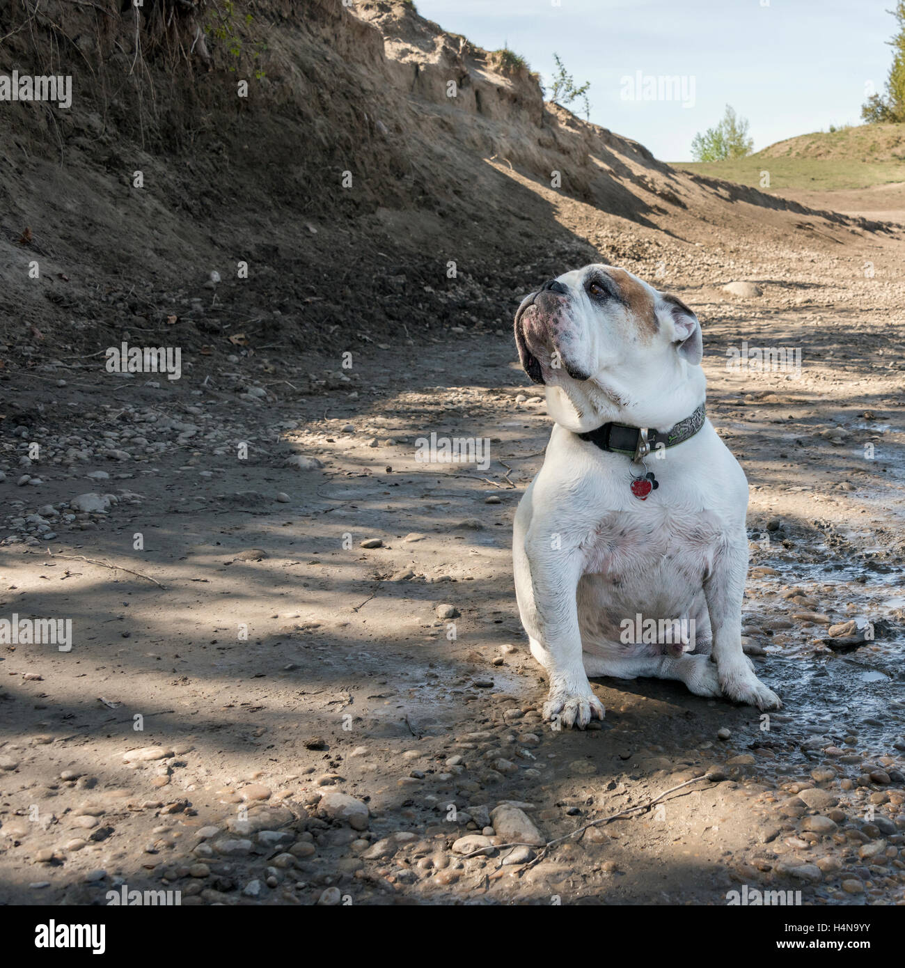 Pit bull a Terwilligar Park, North Saskatchewan River, Edmonton, Alberta Foto Stock