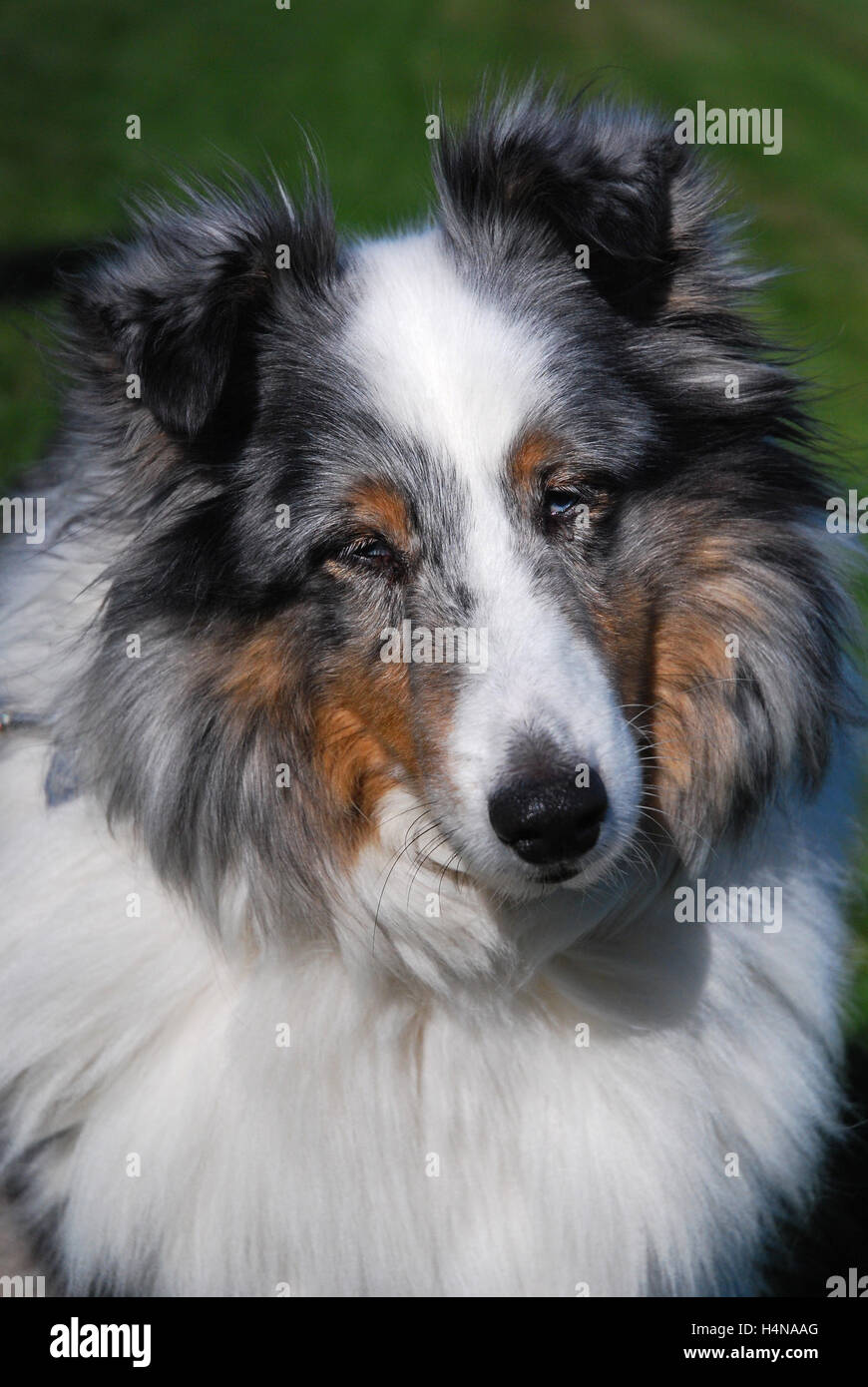 Belle blue merle Sheltie ritratto Foto Stock