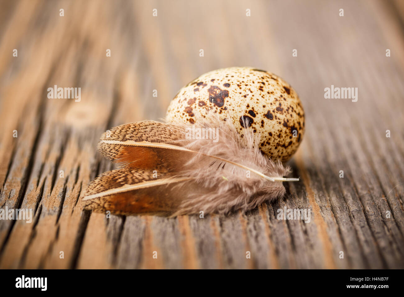 Uovo di quaglia con la penna sul tavolo di legno Foto Stock
