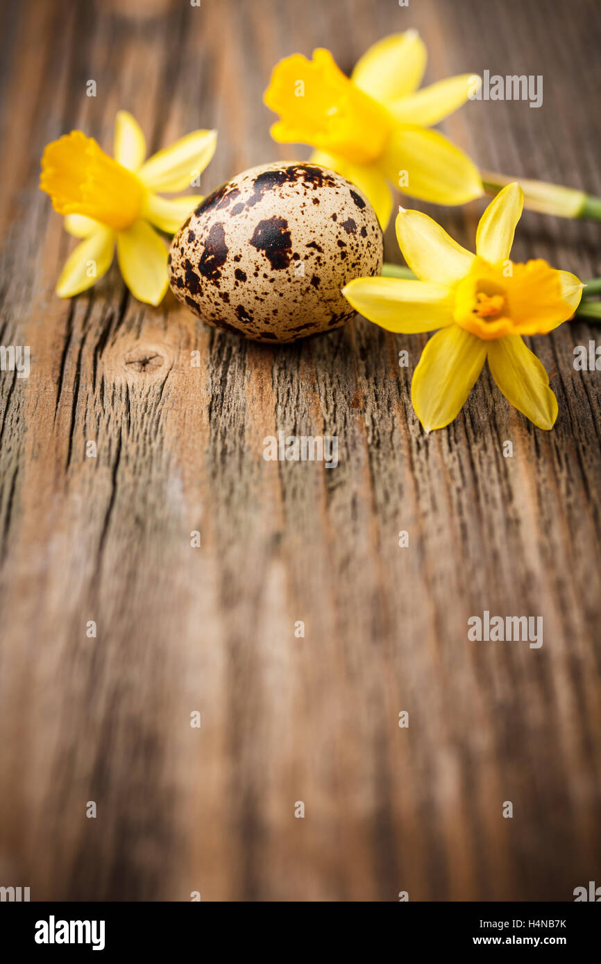 Uovo di quaglia con daffodil il rustico sfondo di legno Foto Stock