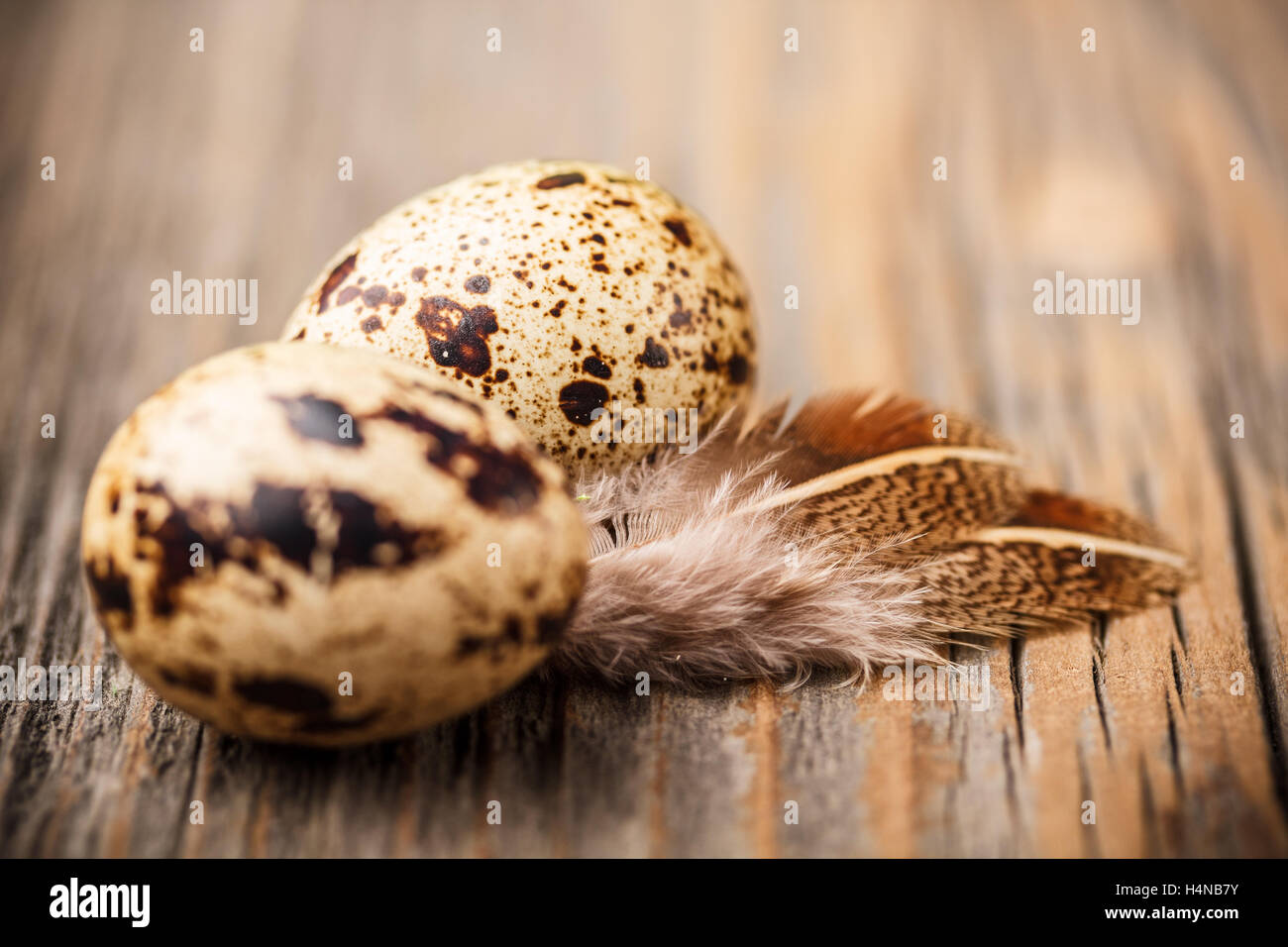 Uova di quaglia con la penna sul tavolo di legno Foto Stock