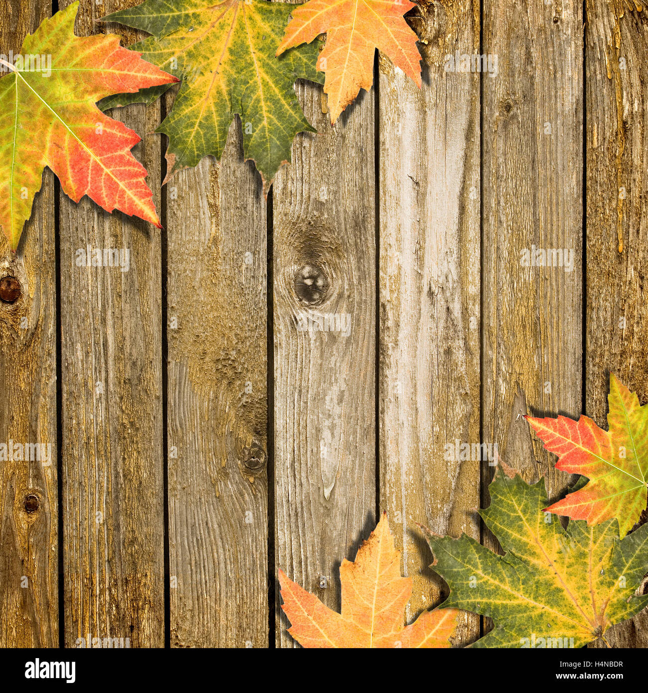 Concetto di autunno, foglie colorate su sfondo di legno Foto Stock