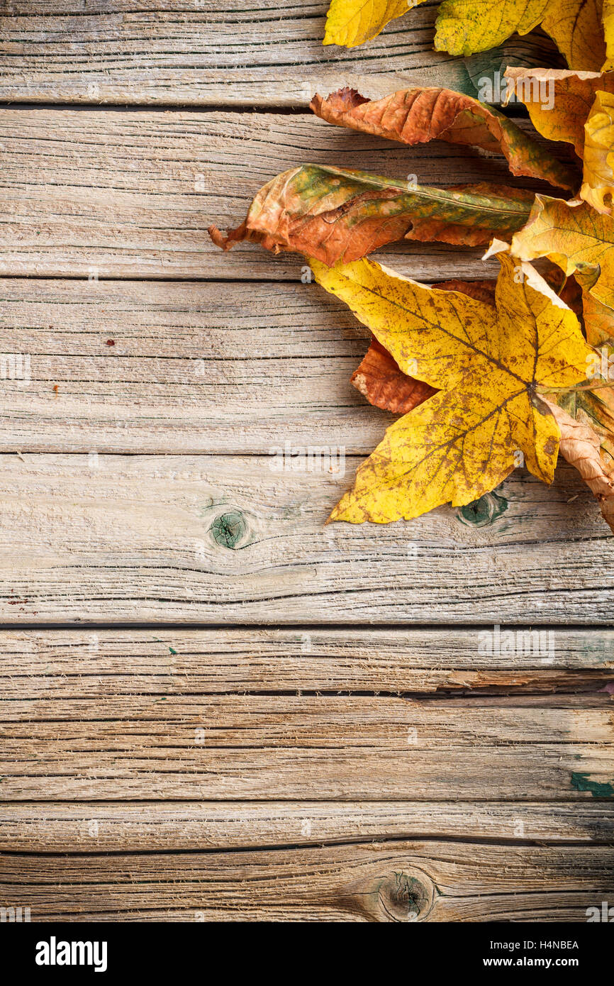 Foglie di autunno su sfondo di legno con spazio di copia Foto Stock