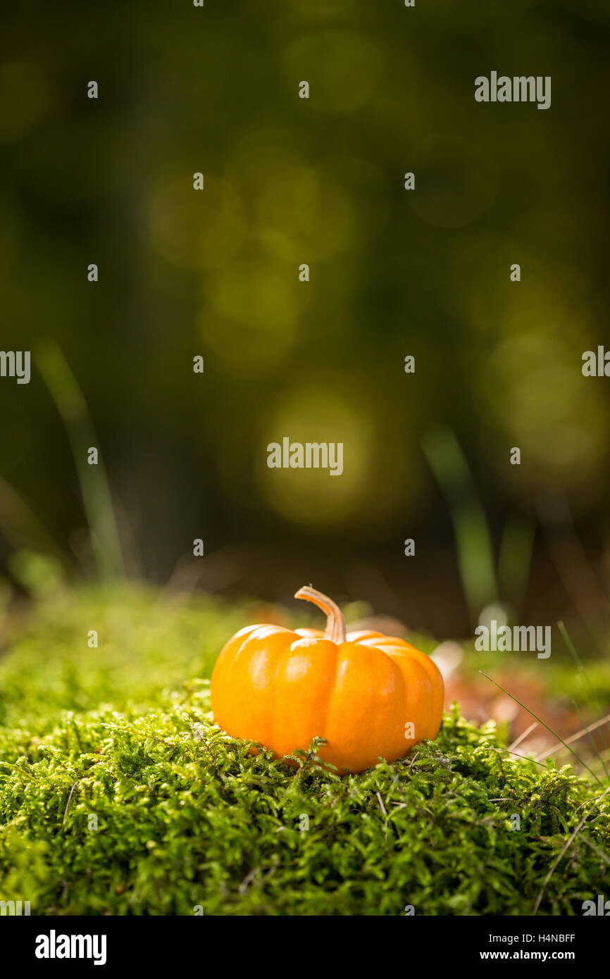 Piccola Zucca di Halloween e decorazione di ringraziamento Foto Stock