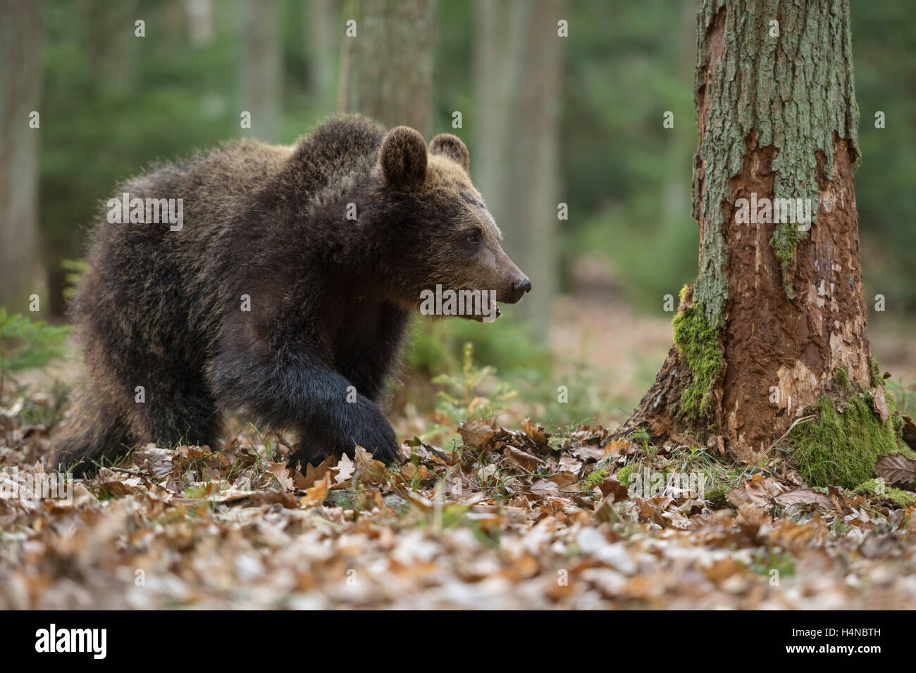 Unione orso bruno / Europaeischer Braunbaer ( Ursus arctos ), giovani cub, camminando attraverso una naturale bosco misto. Foto Stock