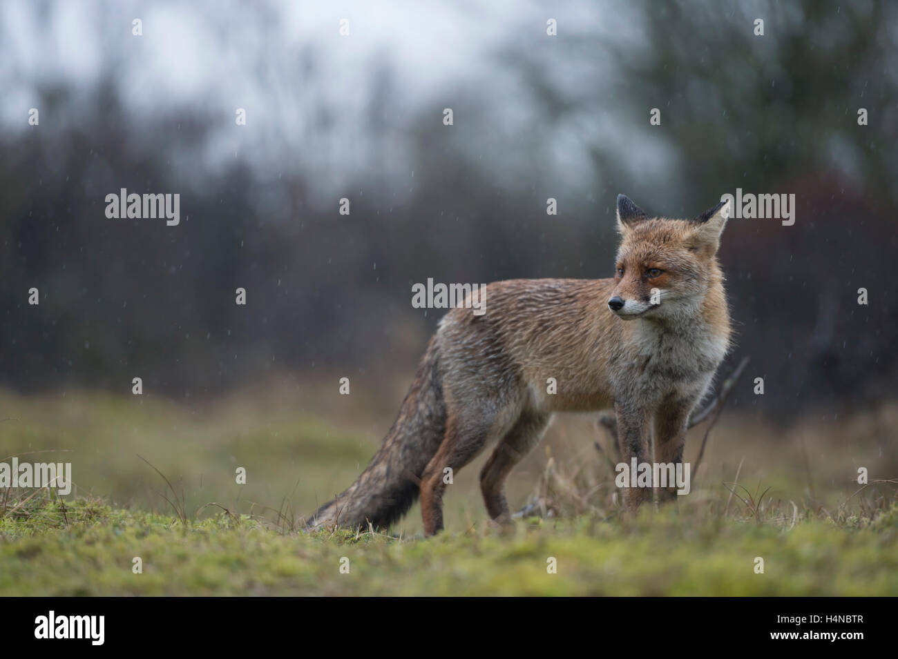 Red Fox ( Vulpes vulpes ), su una radura in corrispondenza di un bordo di una foresta, in caso di pioggia, sordo meteo, tipicamente europea giorno d'inverno. Foto Stock