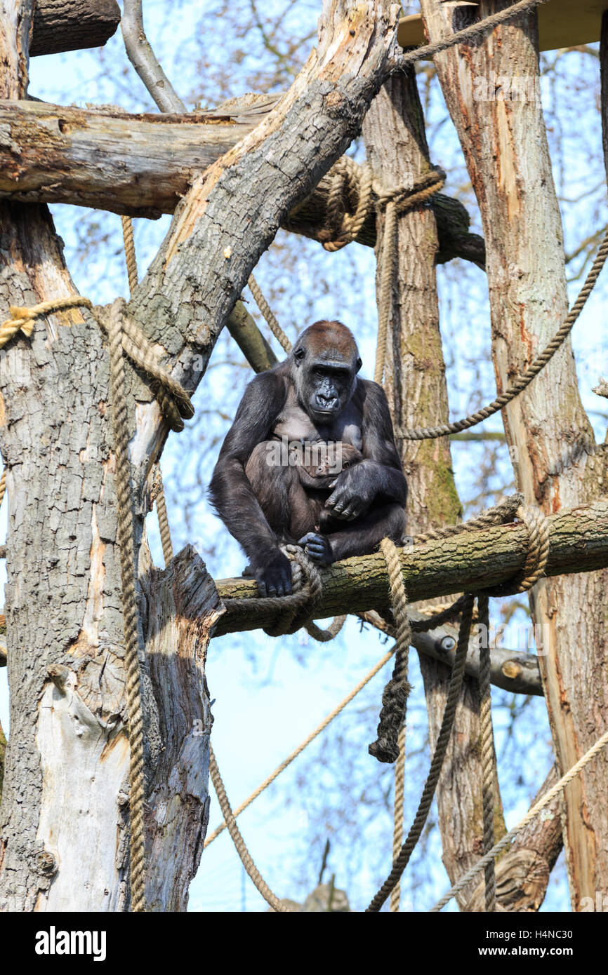 ZSL London Zoo Western pianura gorilla femmina con baby nel contenitore esterno, London, Regno Unito Foto Stock